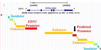 EDN1-AS, A Novel Long Non-coding RNA Regulating Endothelin-1 in Human Proximal Tubule Cells